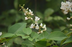 Jurema (Deguelia)
