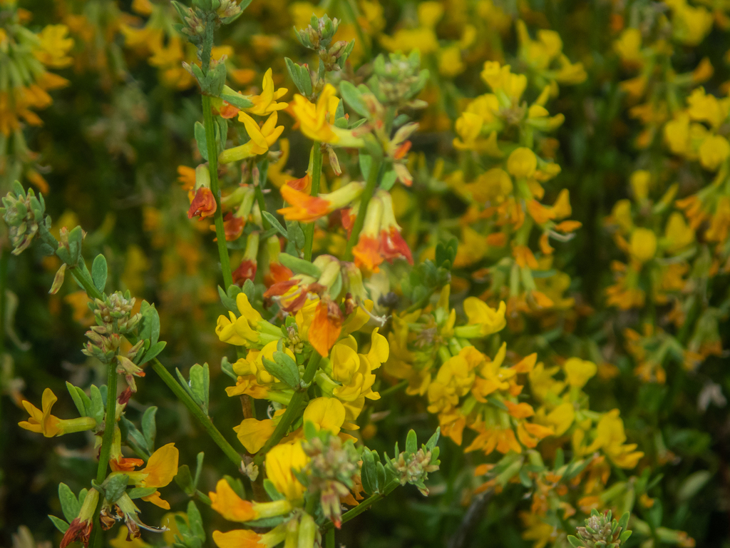 Deerweed