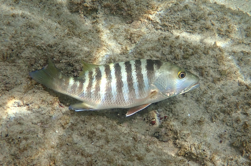 Pacific Cubera Snapper