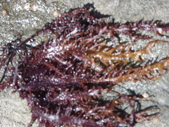 Chondracanthus chamissoi