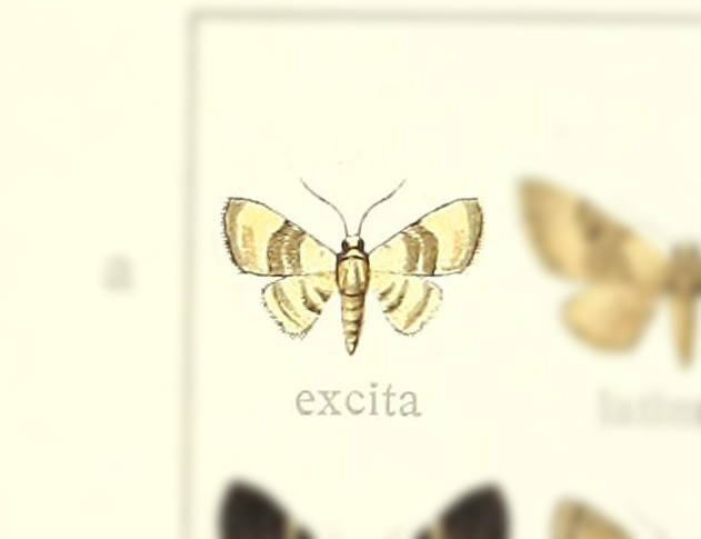 Mesoptila excita