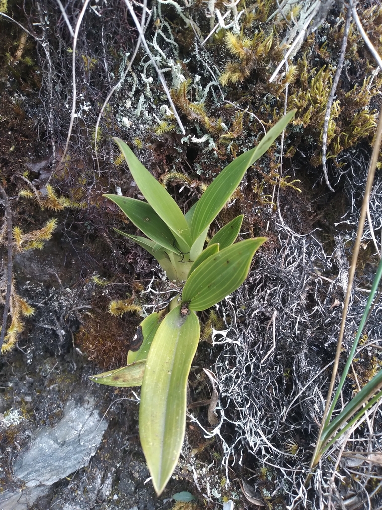 Cyrtochilum mystacinum