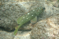 Epinephelus labriformis