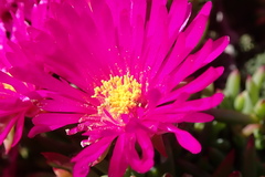 Lampranthus vernalis