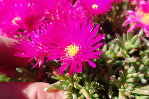 Image of Lampranthus vernalis by no rights reserved