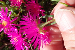 Lampranthus vernalis