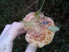 Suillus spectabilis