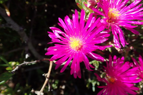 Image of Lampranthus vernalis by no rights reserved