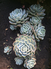 Echeveria elegans