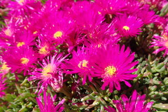 Lampranthus vernalis