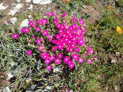Lampranthus vernalis