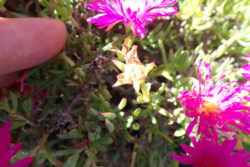 Image of Lampranthus vernalis by no rights reserved
