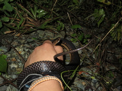 Stegonotus batjanensis