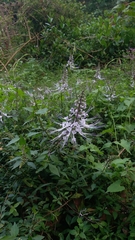 Orthosiphon aristatus