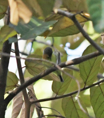 Chalcoparia singalensis