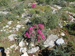 Lampranthus vernalis