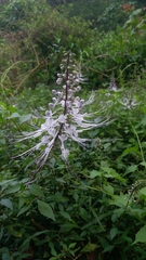 Orthosiphon aristatus