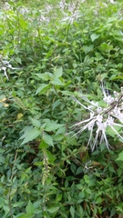 Orthosiphon aristatus
