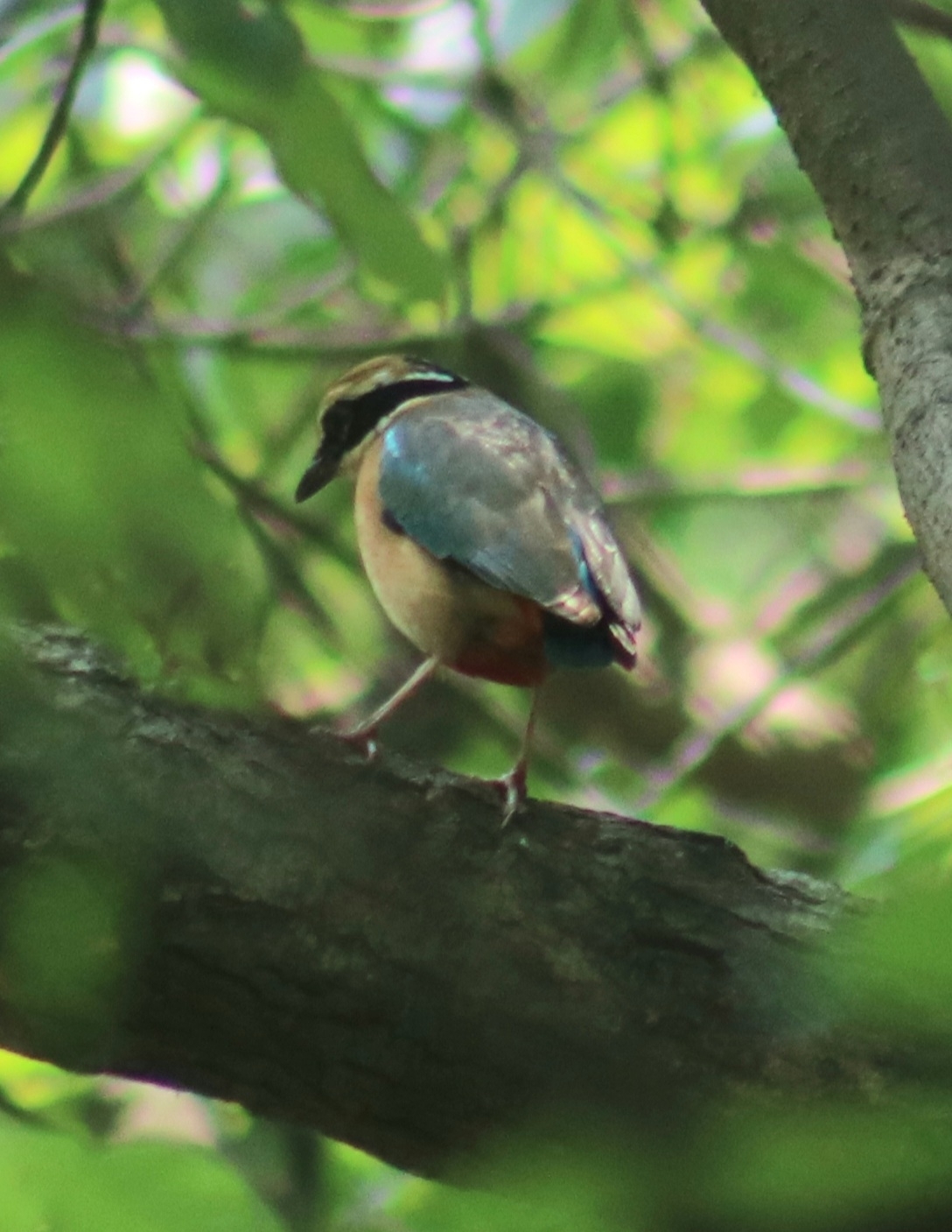 Indian Pitta