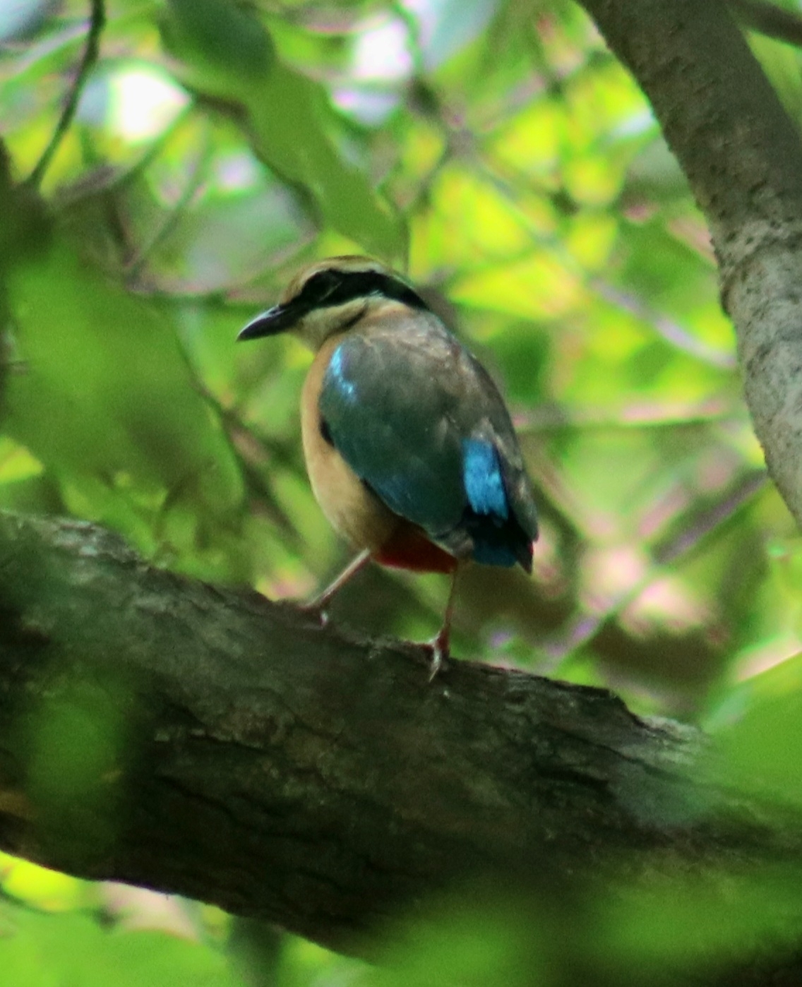 Indian Pitta