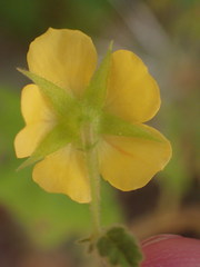 Hermannia palmeri