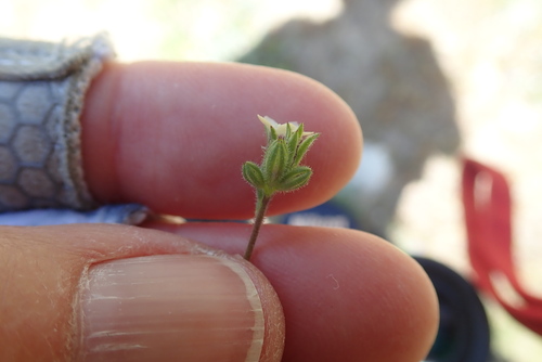 Image of Gilia clivorum by (c) Millie Basden, some rights reserved (CC BY)