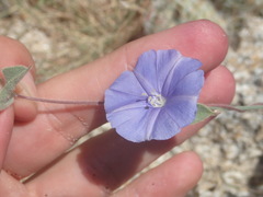 Jacquemontia abutiloides