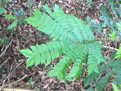 Archidendron clypearia