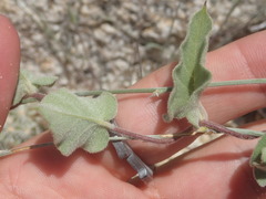 Jacquemontia abutiloides