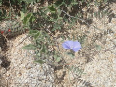 Jacquemontia abutiloides