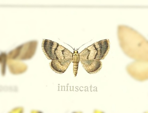 Eupithystis