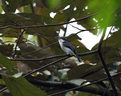 Hemipus hirundinaceus