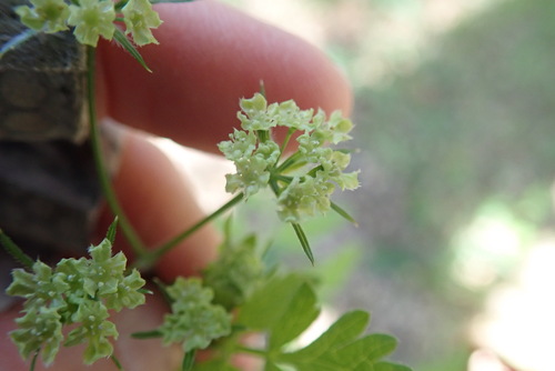Image of Osmorhiza brachypoda by (c) Millie Basden, some rights reserved (CC BY)