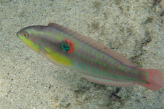 Halichoeres chierchiae