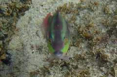 Halichoeres chierchiae