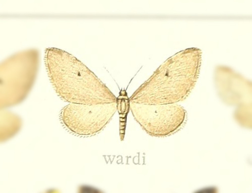 Eupithecia wardi