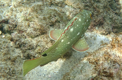 Epinephelus labriformis