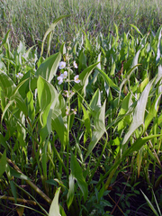 Sagittaria brevirostra