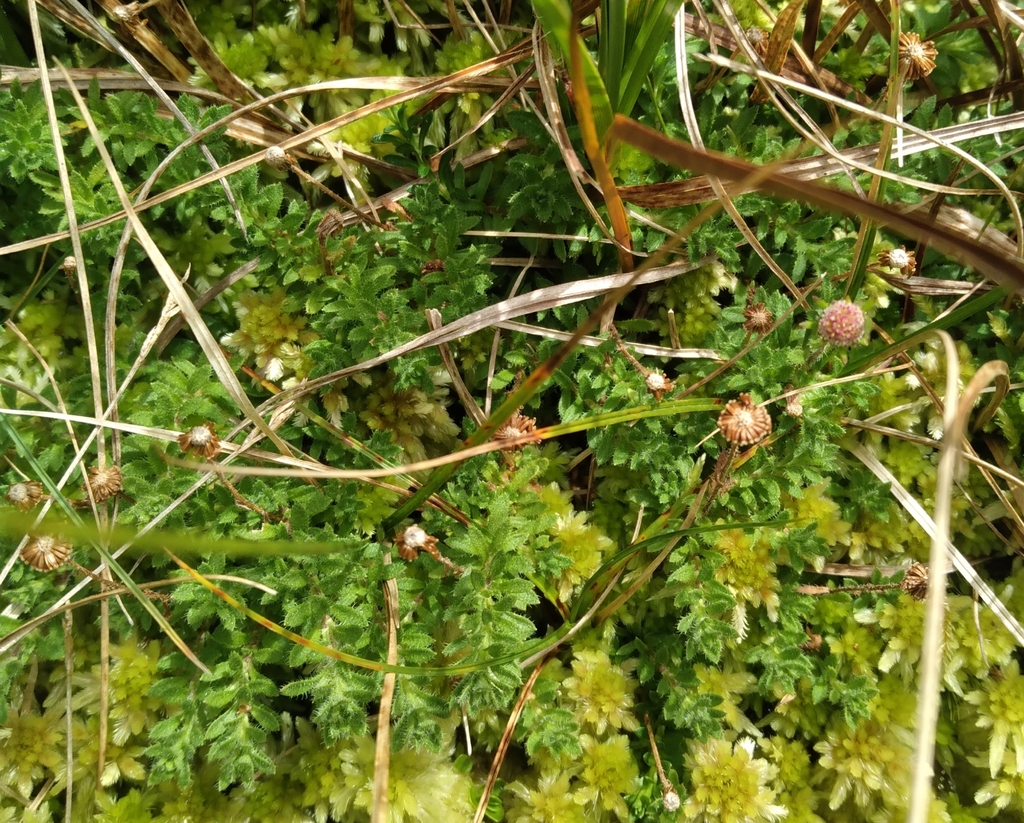Laestadia muscicola