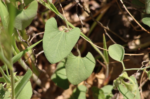 Image of Calystegia occidentalis by (c) Millie Basden, some rights reserved (CC BY)