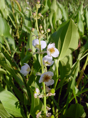Sagittaria brevirostra