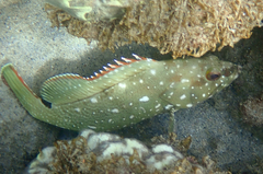 Epinephelus labriformis