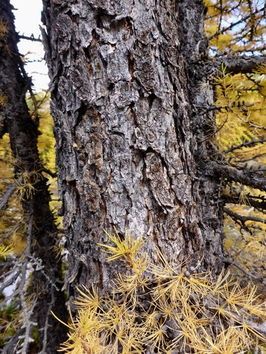 subalpine larch