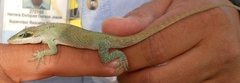 Anolis carolinensis
