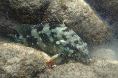 Epinephelus labriformis