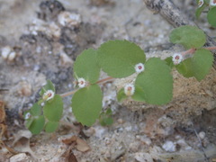 Euphorbia dentosa