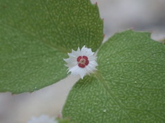 Euphorbia dentosa