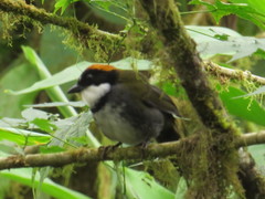 Arremon brunneinucha