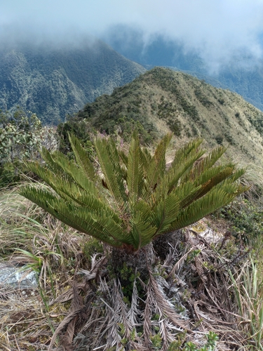 Lomariocycas aurata (Lomariocycas aurata)