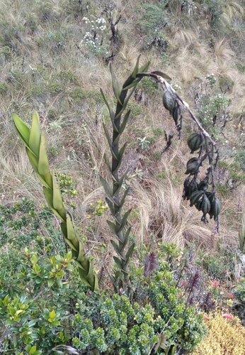 Epidendrum frigidum Linden ex Lindl. 2